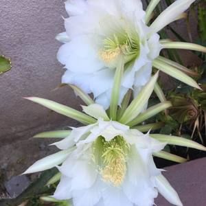 Meet your Posher, Lili